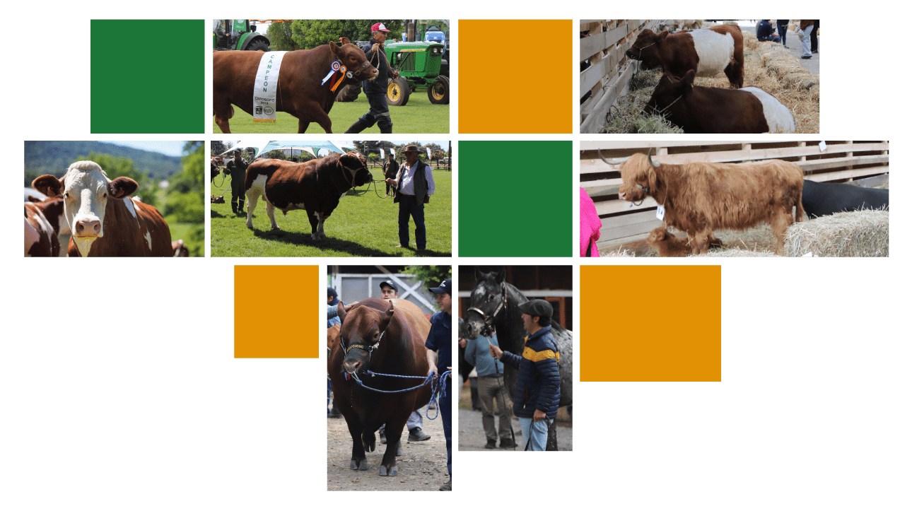 Sofo-Registros-Genealógicos-imagen-2