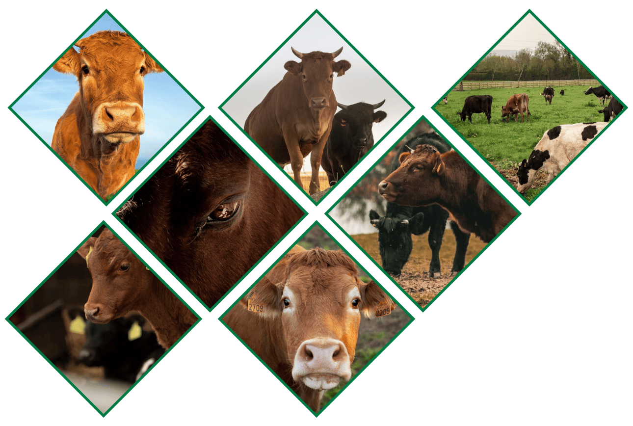 Sofo-Registros-Genealógicos-imagen-3